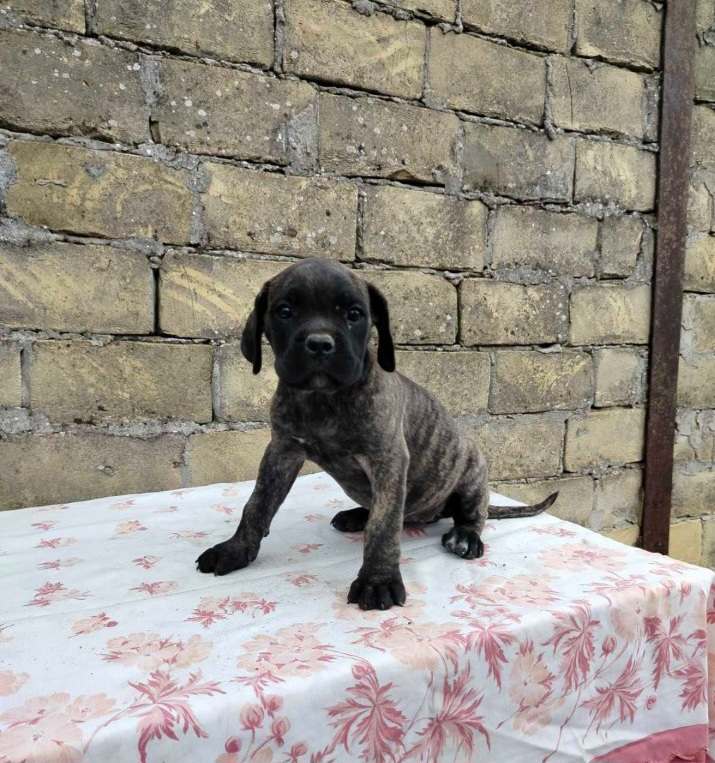 Cane corso štenci