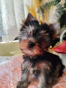 Yorkshire terrier