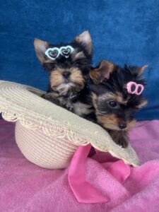 Yorkshire Terrier štenci