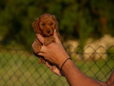 Toy i mini pudle