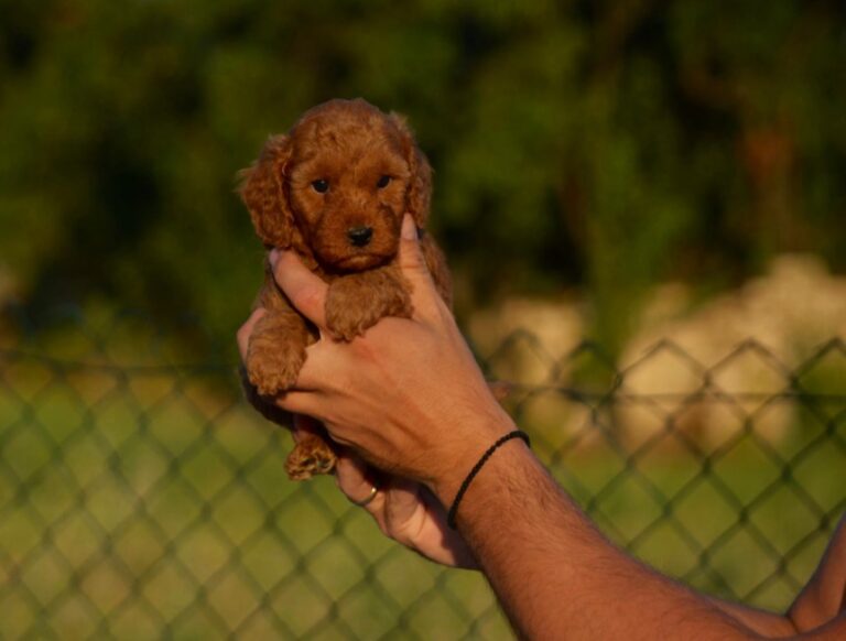 Toy i mini pudle