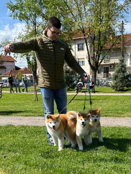 Stenci akita inu-Japanski