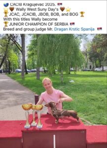 Jazavičari kratkodlaki kunićari