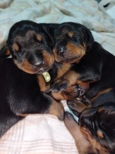 Doberman štenci