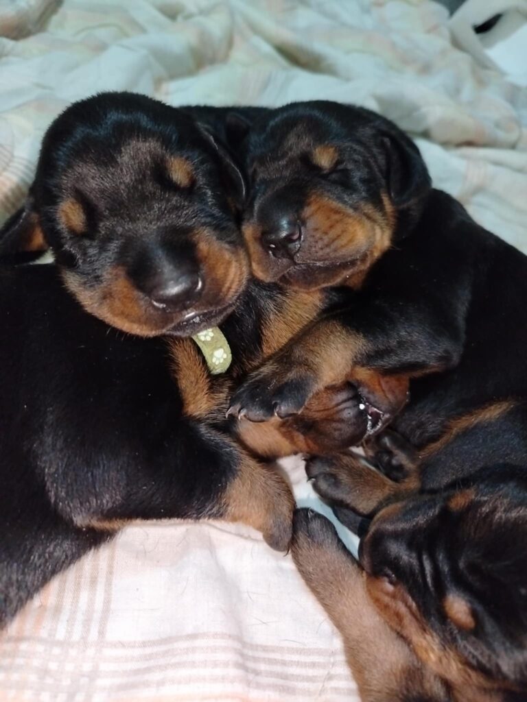 Doberman štenci