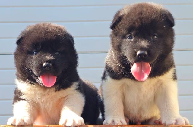 Američka Akita, novo leglo