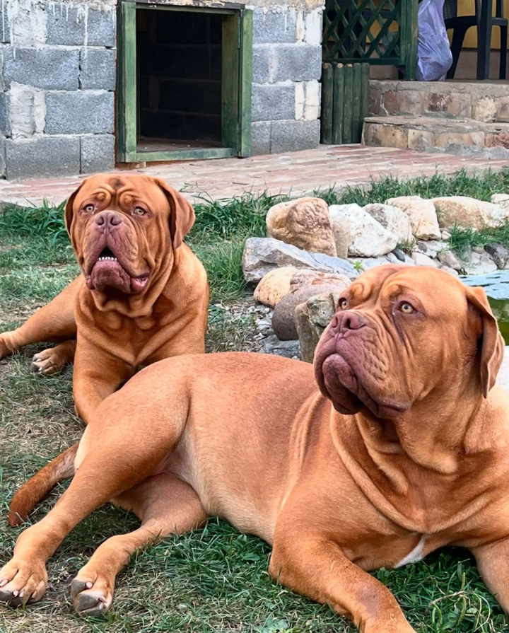 Bordoške DOGE ženke