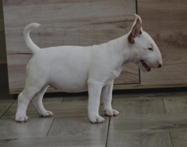 BULL TERRIJERI