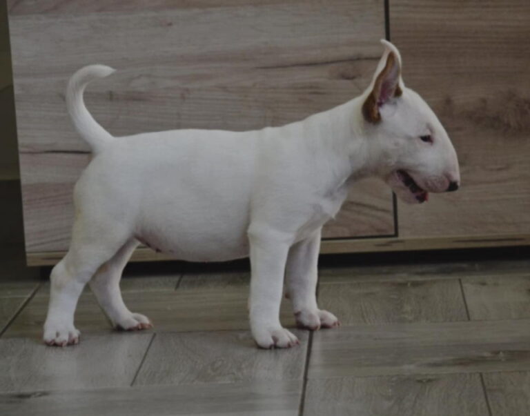 BULL TERRIJERI