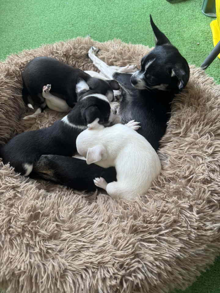 Čivava štenad prelepa Chihuahua apple head