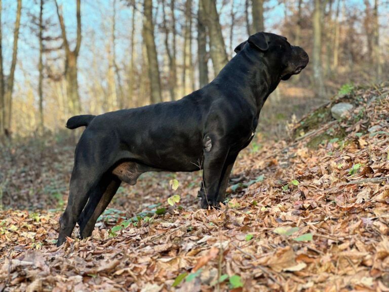Južnoafrički mastif – Boerboel štenci