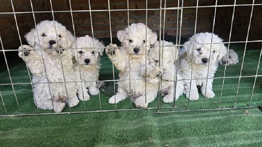 Predivni čistokrvni štenci kovrdžavog bišona – bichon frise