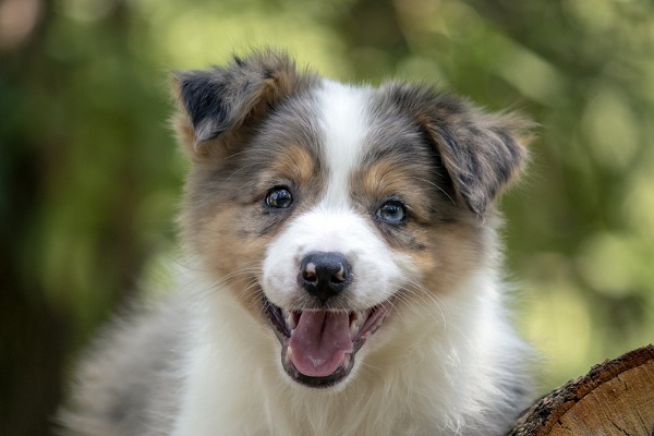 Border koli – Border collie, štenad