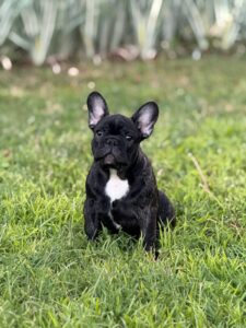 Francuski Buldog VRHUNSKO štene