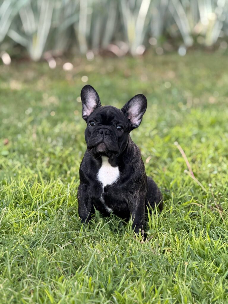 Francuski Buldog VRHUNSKO štene