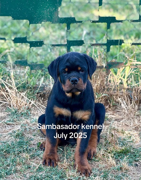 Vrhunsko leglo ROTVAJLERA