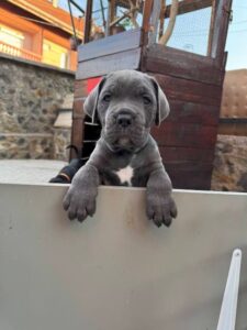 Cane Corso štenci