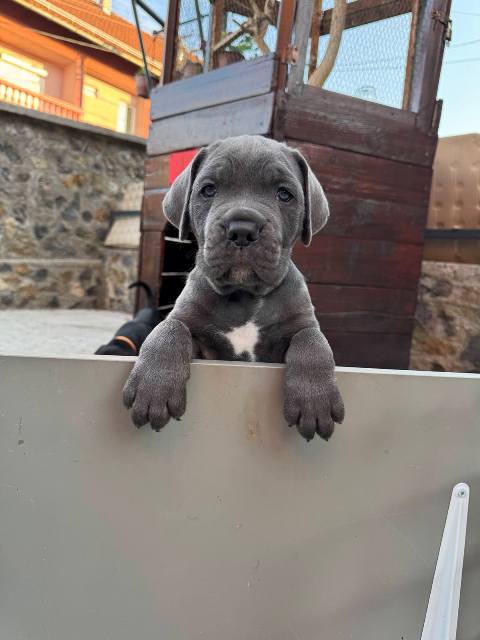 Cane Corso štenci