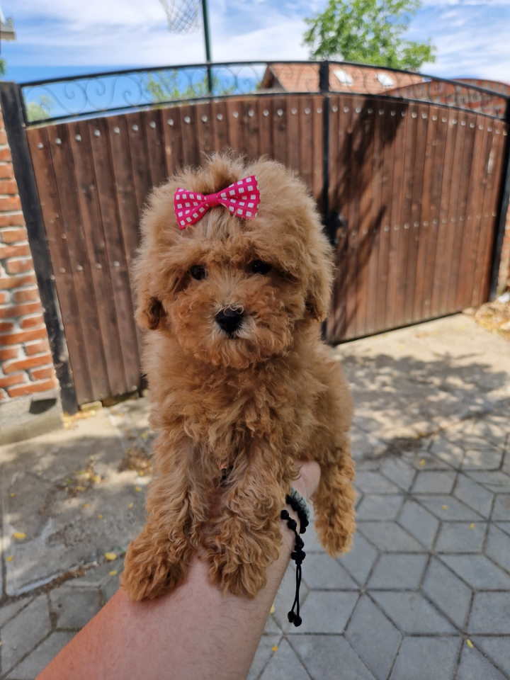 TOY PUDLE
