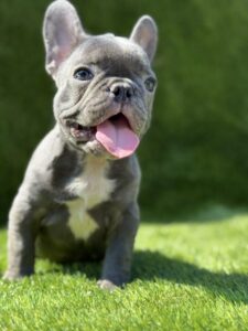 Plavi francuski buldog