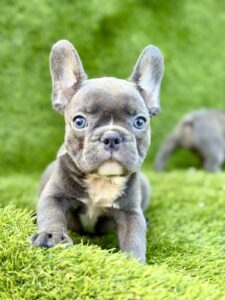 Francuski Buldog PRELEPI štenci