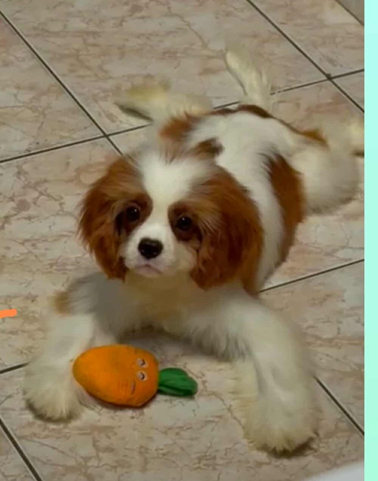 Dostupni štenci Cavalier King Charles spanijela