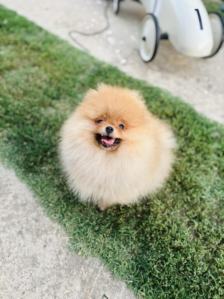 Pomeranac musko stene