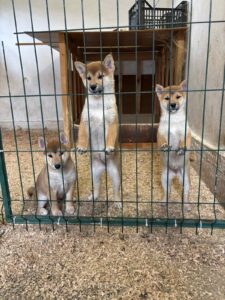 Shiba inu štenci od vrhunskih roditelja