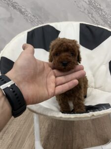 Toy pudle vrhunski kvalitet