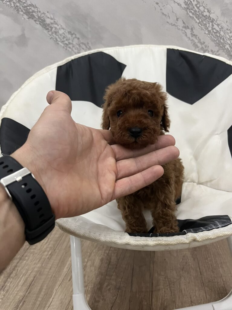 Toy pudle vrhunski kvalitet