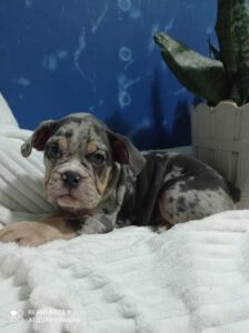 Merle engleski buldog