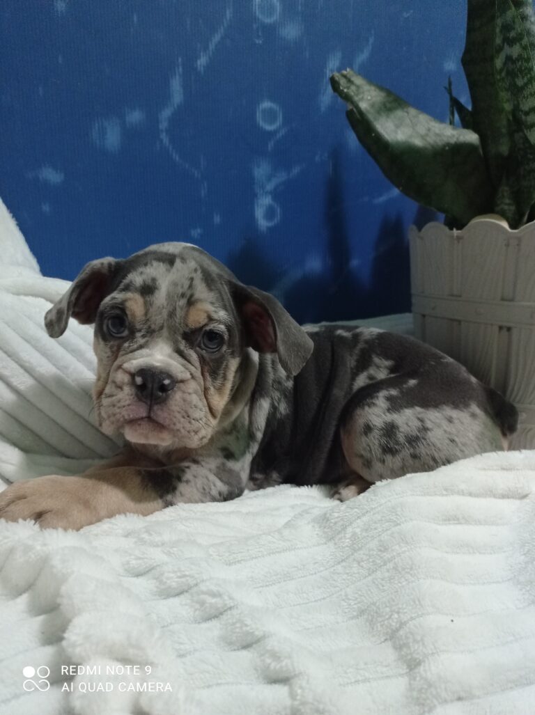 Merle engleski buldog