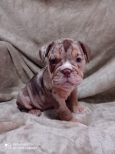 Choko Merle engleski buldog