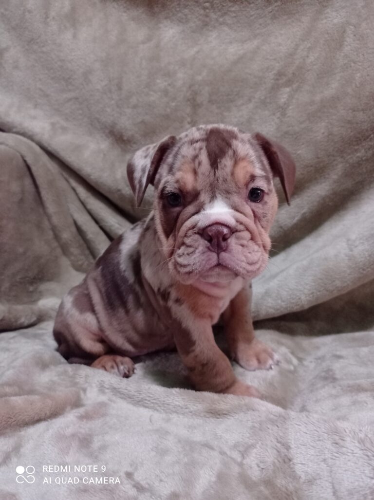 Choko Merle engleski buldog