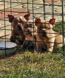 American Bully pocket i egzotic u lilac i coko boji