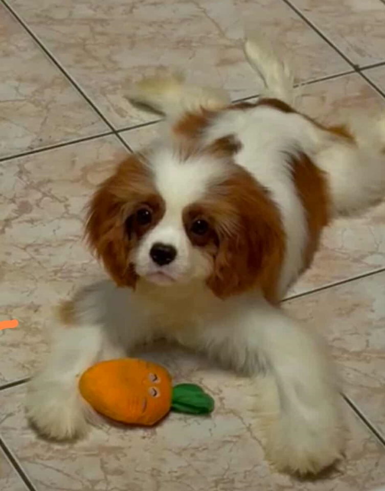 Dostupni štenci Cavalier King Charles spanijela