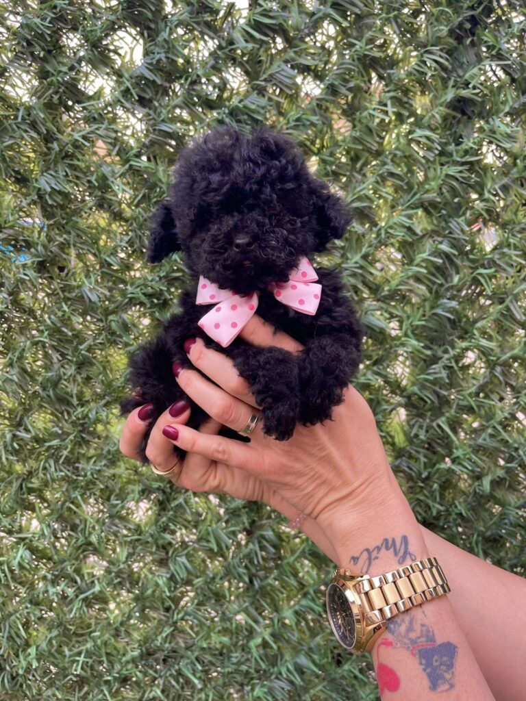 Toy i Mini Pudle stenci