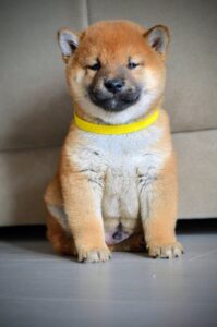 Shiba Inu štenci