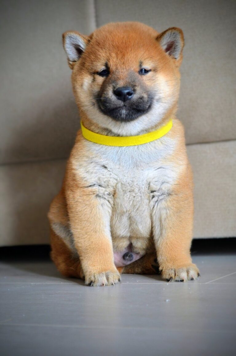 Shiba Inu štenci
