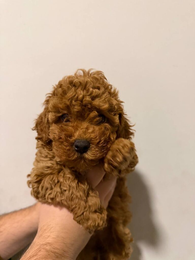 Prodaja pomeranaca i pudli