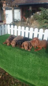 Patuljasti jazavicari