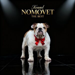 Engleski buldog vrhunski štenci