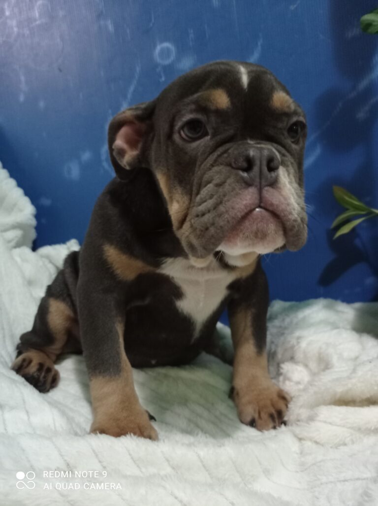 Plavo stene engleskog buldoga