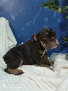 Plavo stene engleskog buldoga