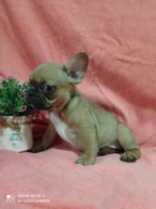 Stene francuskog buldoga