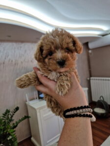 Neodoljivi stenci maltipoo