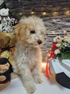 Dve vesele mini pudle apricot – dečak I devojčica