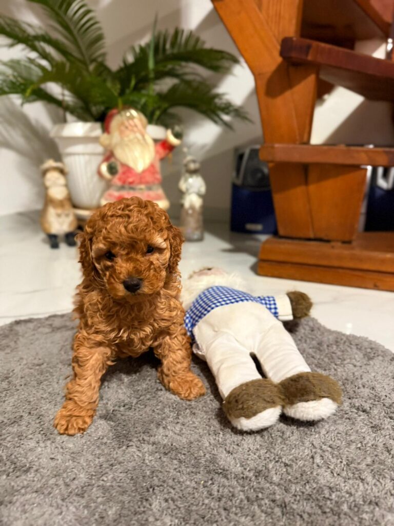 Crvena Toy Pudla žensko štene