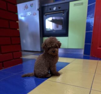 Toy Pudla prelepi štenci