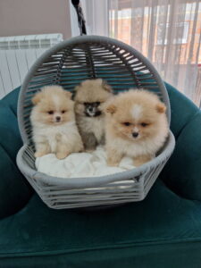 Pomeranci preslatki, malene bebice